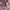 Executive Casual Trench Coat Wanita Purple