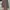 Executive Casual Trench coat Wanita purple photo 2