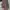 Executive Casual Trench Coat Wanita Purple