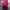 Casual Stroller Kids burgundy red photo 4