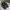 Adidas Streetwear Casual Sneakers Wanita White Black