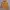 Champion Streetwear Casual Fleece Pria orange yellow photo 1