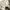 Converse Luxury Sneakers Wanita khaki photo 3