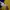Adidas Streetwear Sportswear Vest Pria yellow photo 6