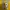 Adidas Streetwear Sportswear Vest Pria yellow photo 5