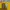 Adidas Streetwear Sportswear Vest Pria yellow photo 4
