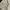 Carhartt Luxury Short Pria cream photo 4