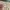 Carhartt Luxury Short Pria cream photo 7