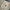Carhartt Luxury Short Pria cream photo 2