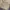 Carhartt Luxury Short Pria cream photo 5