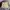 Carhartt Luxury Short Pria cream photo 3