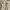 Carhartt Luxury Short Pria cream photo 6