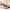 Chanel Luxury Heels Wanita Tan Black