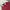 Number Nine Vintage Sportswear Polo shirt Pria burgundy photo 2