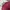 Number Nine Vintage Sportswear Polo shirt Pria burgundy photo 3