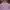 Bitch Skateboard Streetwear Skater T-shirt Pria multicolor purple photo 4