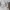 Billabong Vintage Hoody Pria white cream photo 4