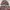 Japanese brand Streetwear Hoody Pria burgundy brown photo 3
