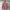 Luxury Blazer Wanita pink photo 1