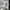 Converse Sportswear Windbreaker Pria white photo 7
