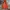 Asics Gorpcore Track Jacket Pria Orange