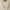 ZARA Minimalist Vest Wanita cream photo 1