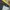 Gorpcore Windbreaker Pria yellow photo 6