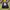 Gorpcore Windbreaker Pria yellow photo 5