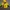 NEPA Gorpcore Puffer jacket Pria yellow photo 3