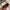 Furla Casual Crossbody Bag Wanita red photo 2