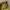 Coach Casual Shoulder bag Wanita yellow photo 2