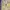 COMME CA ISM Streetwear Y2K Cami top Wanita tan yellow photo 2