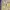 COMME CA ISM Streetwear Y2K Cami Top Wanita Tan Yellow