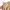 Uniqlo Minimalist Casual Maxi skirt Wanita tan photo 4
