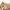 Uniqlo Minimalist Casual Maxi skirt Wanita tan photo 3