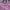 Champion Streetwear Hoody Pria pink photo 2