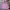 Champion Streetwear Hoody Pria pink photo 1