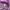 Champion Streetwear Hoody Pria pink photo 4