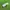 Balenciaga Lolita Fairy Midi dress Wanita green photo 5
