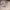 Mountain Hardwear Y2K Skater Casual pants Pria cream photo 1