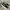 VANS Skater Sneakers Pria white black photo 1