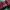 Converse Streetwear Biker Sock Pria red black photo 3