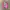 Japanese brand Streetwear Y2K Crop top Wanita pink photo 1