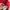Feltics Pakaian Nasional Puffer jacket Pria red photo 6