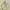 Luxury Fairy Wanita cream yellow photo 1