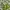 Yohji Yamamoto Batik Skirt Wanita white green photo 5