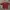 Nike Vintage Y2K Polo Shirt Pria Red