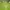The North Face Streetwear Sportswear Windbreaker Pria green photo 3