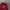 Dickies Vintage Casual Hoody Pria burgundy red photo 2