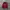 Dickies Spellout Velvet Logo Hoodie - Maroon photo 1